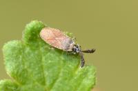 Copium clavicorne