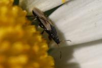 Metopoplax ditomoides