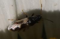 Metopoplax ditomoides