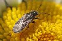 Heterogaster urticae