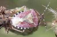 Dolycoris baccarum