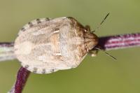 Eurygaster maura