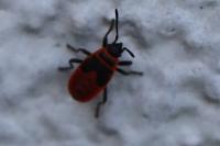 Pyrrhocoris apterus