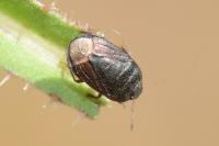 Ochetostethus nanus