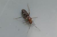 Mimocoris