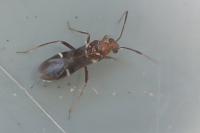 Mimocoris