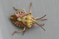 Carpocoris purpureipennis