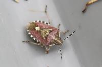 Dolycoris baccarum