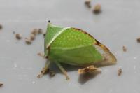 Stictocephala alta