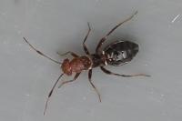 Mimocoris