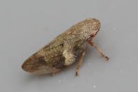 Aphrophora alni