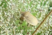 Eurygaster