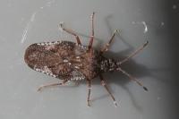 Physatocheila dumetorum
