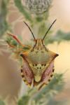 Carpocoris mediterraneus