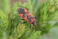 Corizus hyoscyami