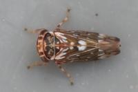 Balcanocerus larvatus