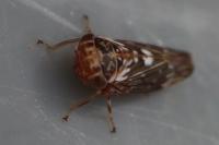 Balcanocerus larvatus