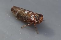 Balcanocerus larvatus