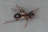 Himacerus mirmicoides