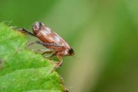 Anoscopus albifrons