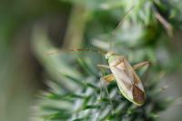 Adelphocoris lineolatus