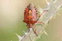 Carpocoris purpureipennis