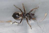 Himacerus mirmicoides