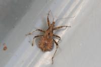 Himacerus mirmicoides