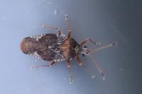 Physatocheila dumetorum