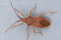 Gonocerus acuteangulatus