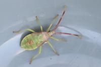 Gonocerus acuteangulatus