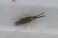 Heterotoma planicornis