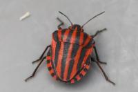 Graphosoma italicum