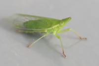 Dictyophara europaea