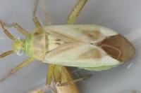 Adelphocoris lineolatus