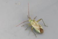 Adelphocoris lineolatus