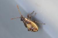 Liorhyssus hyalinus