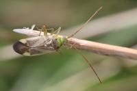 Adelphocoris lineolatus