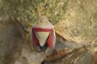 Piezodorus lituratus