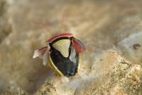 Piezodorus lituratus