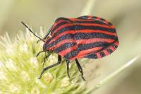 Graphosoma italicum