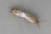 Nysius
