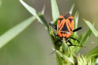 Brachycoleus triangularis