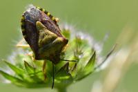 Carpocoris purpureipennis