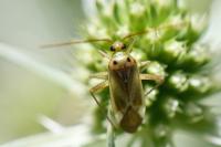 Adelphocoris lineolatus