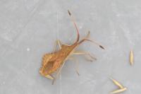 Syromastus rhombeus