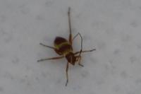 Closterotomus fulvomaculatus