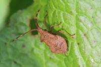 Coreus marginatus