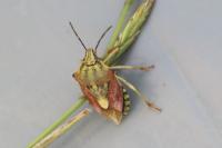 Carpocoris purpureipennis