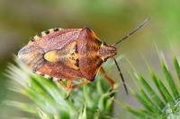 Carpocoris purpureipennis